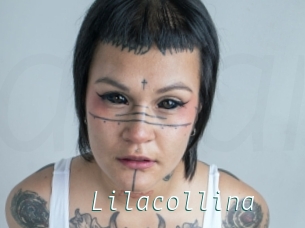 Lilacollina
