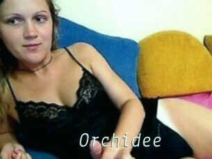 Orchidee