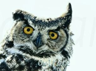 Owlface